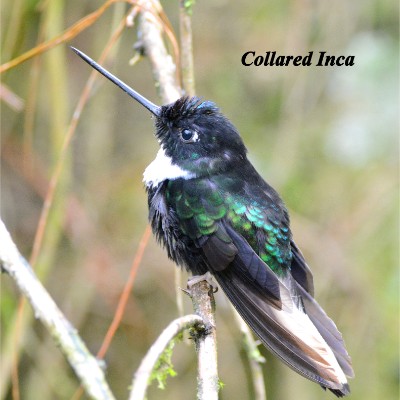 Collared Inca